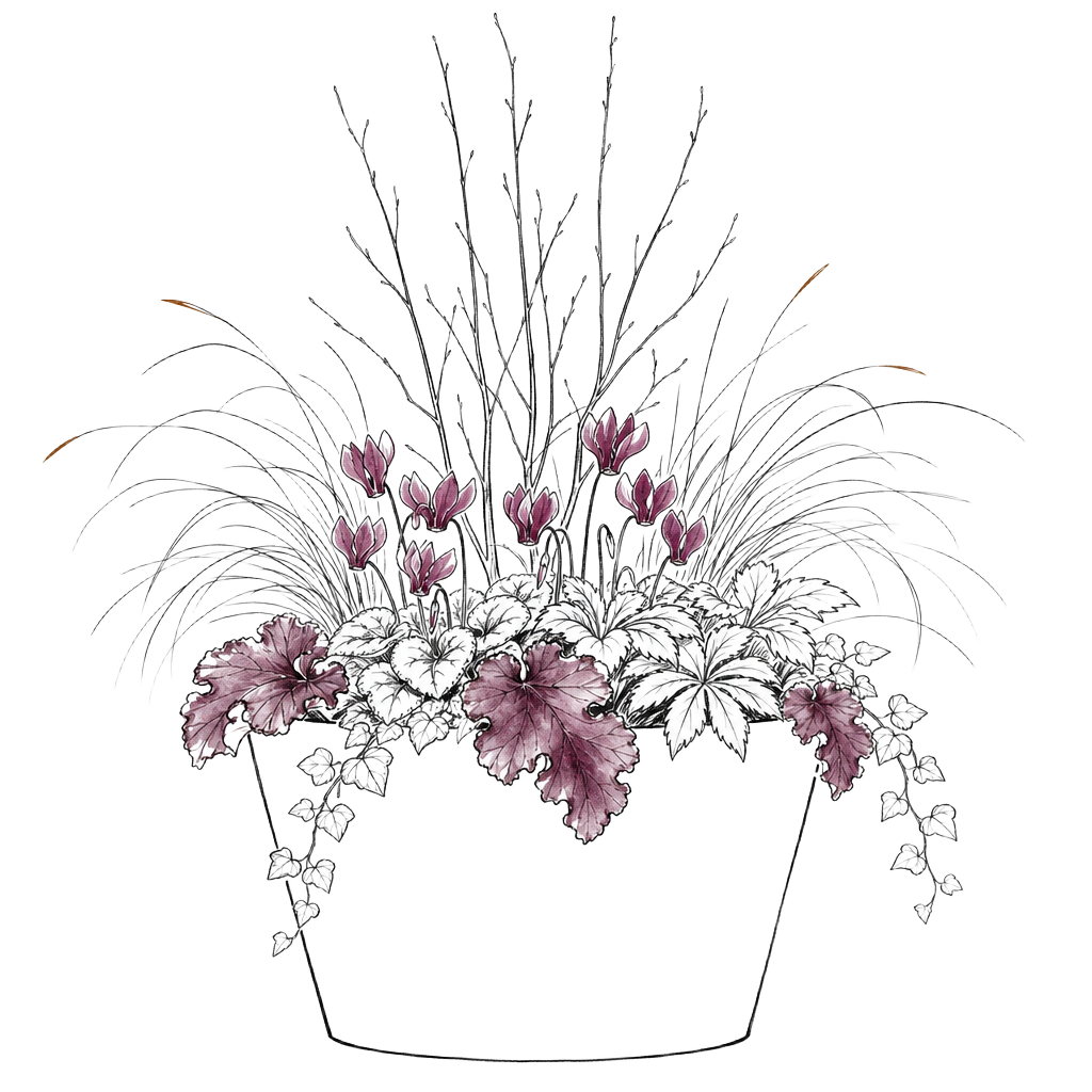 Illustration of the planting when it arrives, with plum cyclamen and copper grasses