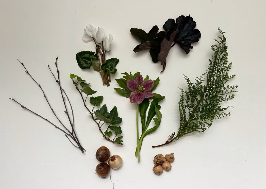 Plants and bulbs laid out on white