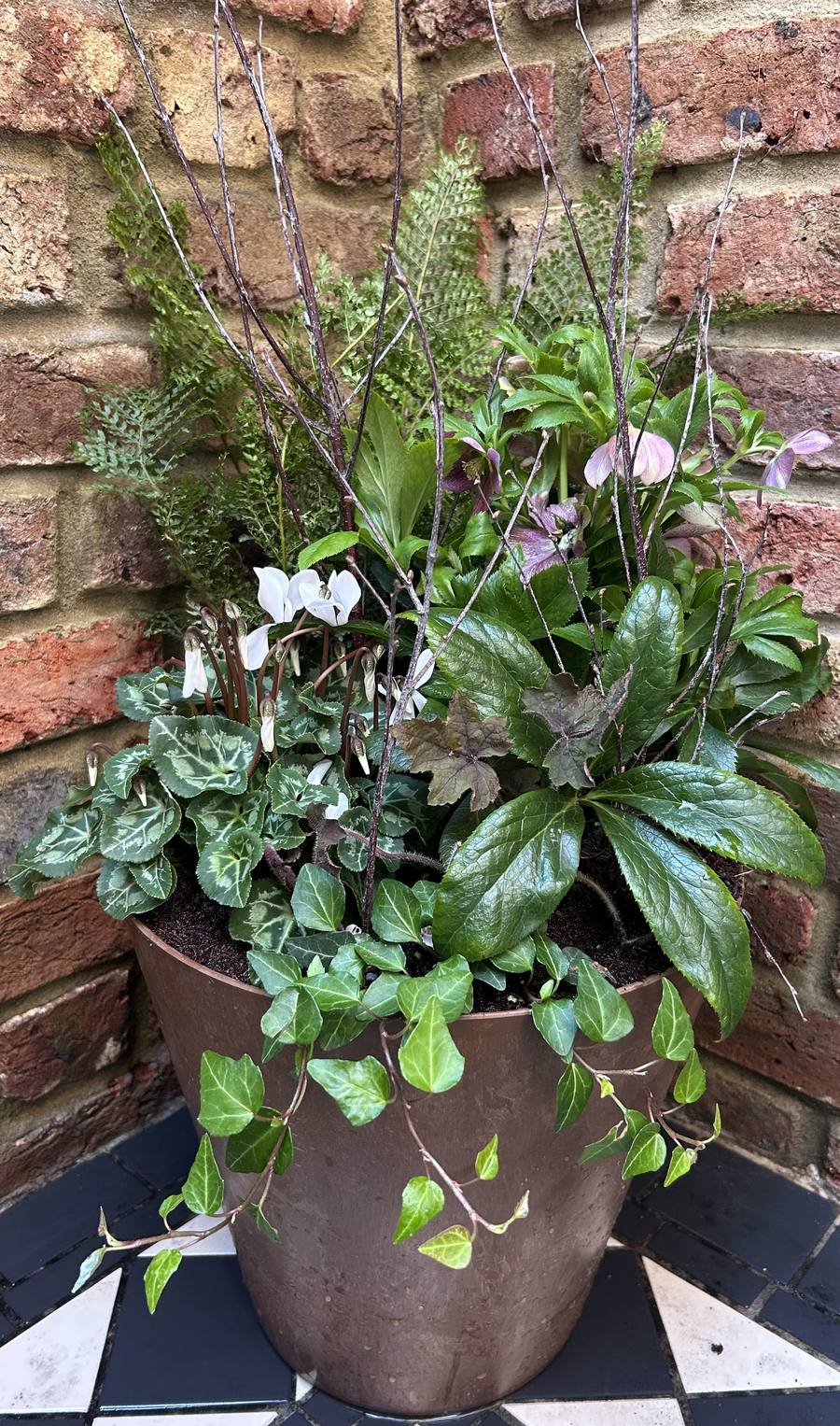 First Frost autumn and winter planter with cyclamen, hellebore, ivy and seasonal foliage against a brick wall.